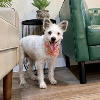 Tina Tweetie Little Sweet Pea -  West Highland White Terrier Westie and Chihuahua Dog for Adoption in Friendswood, Texas - Tina Tweetie Little Sweet Pea | PetCurious