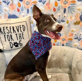 Duke of Delight -  German Shorthaired Pointer and Border Collie Dog for Adoption in Friendswood, Texas - Duke Of Delight | PetCurious