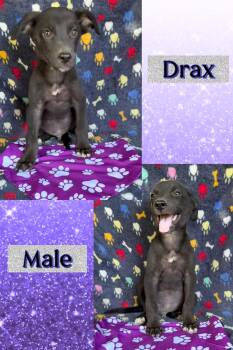 Drax -  Mountain Cur Dog for Adoption in Manchester, Connecticut - Drax | PetCurious
