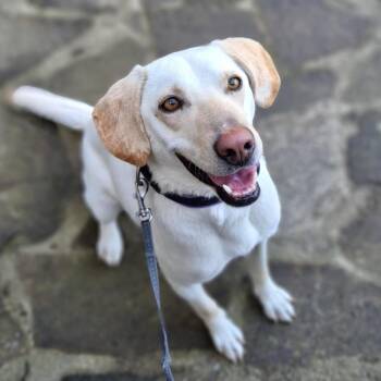 Labrador Retriever and Pointer Dogs Available for Adoption in Morristown, New Jersey - Elza | PetCurious