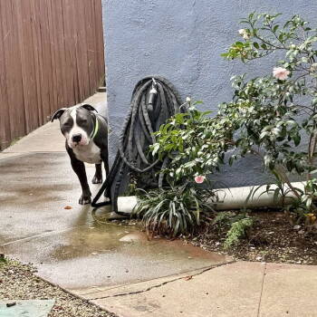 Rescue American Staffordshire Terrier Dogs for Adoption in San Juan Capistrano, California - Benny | PetCurious