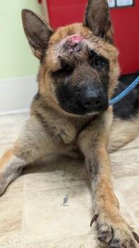 Apricot -  Mixed Breed Dog for Adoption in Cincinnati, Ohio - Apricot | PetCurious