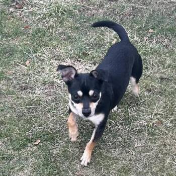 Chihuahua Dogs Available for Adoption - Baby Love | PetCurious