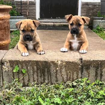 Lulu -  Mixed Breed Dog for Adoption in Kerrville, Texas - Lulu | PetCurious