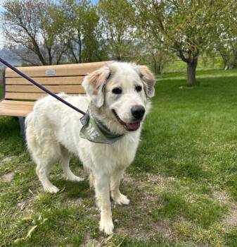 Saint Bernard and Great Pyrenees Dogs Available for Adoption in Logan, Utah - Roxy | PetCurious