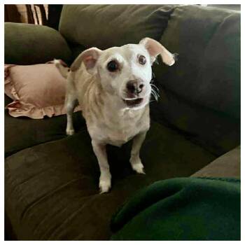 Rescue Chihuahua Dogs for Adoption in Eustis, Florida - Riley | PetCurious