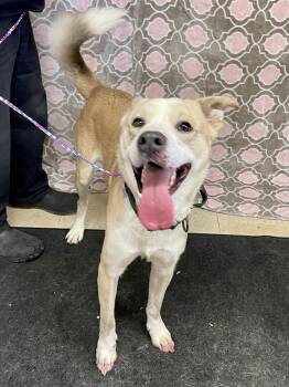 Mixed Breed Dogs Available for Adoption in Washington Court House, Ohio - Henry | PetCurious