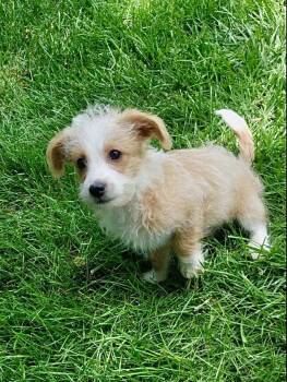 Jesse -  Chihuahua and Poodle Dog for Adoption in Omaha, Nebraska - Jesse | PetCurious