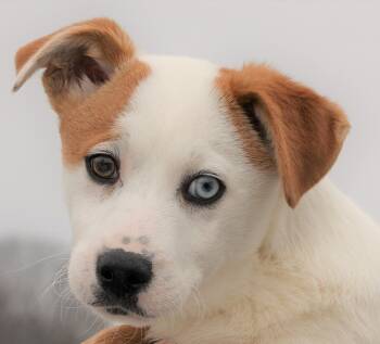 Collie and Husky Dogs Available for Adoption - Isaac-Available! Www.lhar.dog To Apply!  | PetCurious