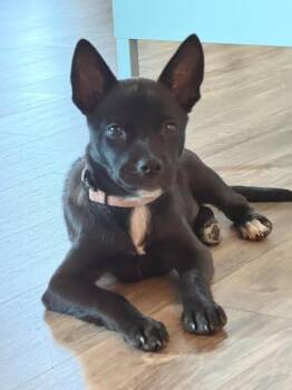 Lily -  Terrier Dog for Adoption in VERNON ROCKVL, Connecticut - Lily | PetCurious