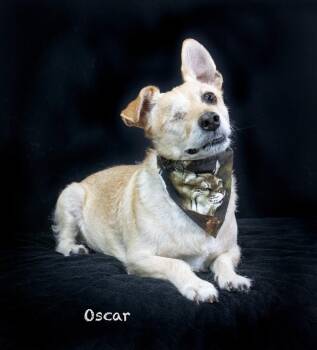 Terrier Dogs Available for Adoption in Hot Springs Village, Arkansas - Oscar | PetCurious