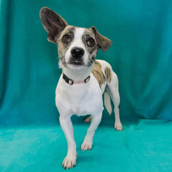 Rescue Chihuahua and Mixed Breed Dogs for Adoption in Richmond, California - CONNOR | PetCurious