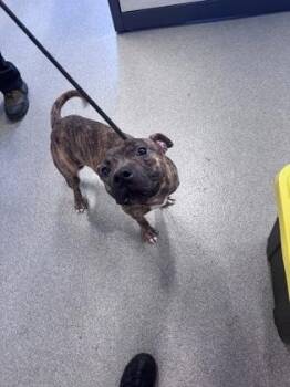 Mixed Breed Dogs Available for Adoption in West Chester, Pennsylvania - Gavin | PetCurious