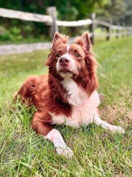 Honey -  Australian Shepherd Dog for Adoption in Alden, New York - Honey | PetCurious