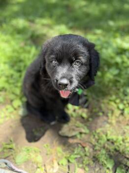 Rocky -  Labrador Retriever and Great Pyrenees Dog for Adoption in Churchville, New York - Rocky | PetCurious