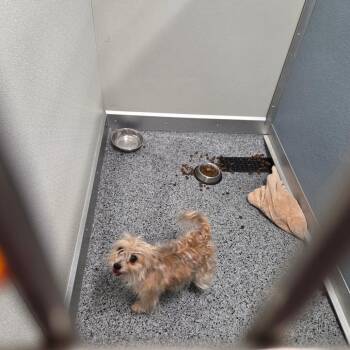Madame Mammoth -  Yorkshire Terrier Dog for Adoption in North Battleford, Saskatchewan - Madame Mammoth | PetCurious