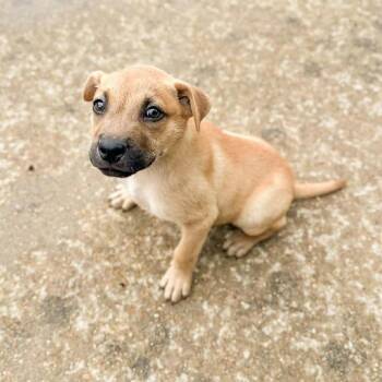 Spicer -  Mixed Breed Dog for Adoption in Groveland, Massachusetts - Spicer | PetCurious