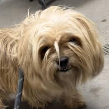 Benji -  Shih Tzu and Mixed Breed Dog for Adoption in Yuma, Arizona - Benji | PetCurious