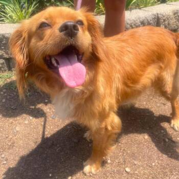 Harmonia Stray Hold 7/7 -  Mixed Breed Dog for Adoption in Huntington, West Virginia - Harmonia Stray Hold 7/7 | PetCurious