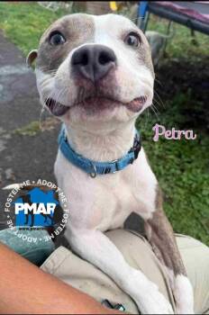 Rescue Pit Bull Terrier Dogs for Adoption in Binghamton, New York - Petra | PetCurious