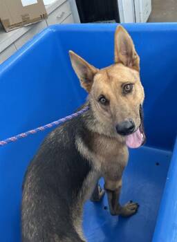 Rescue Mixed Breed Dogs for Adoption in Dallas, Texas - TATUM | PetCurious