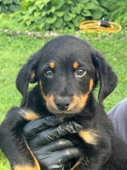 Pepper -  Beagle and German Shorthaired Pointer Dog for Adoption in Effingham, Illinois - Pepper | PetCurious