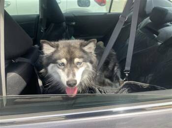 SKADI -  Siberian Husky Dog for Adoption in San Antonio, Texas - SKADI | PetCurious