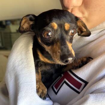 Chiweenie Dogs Available for Adoption - Cha-Cha | PetCurious
