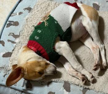 Chihuahua and Jack Russell Terrier Dogs Available for Adoption in Aiken, South Carolina - Little Tyke | PetCurious