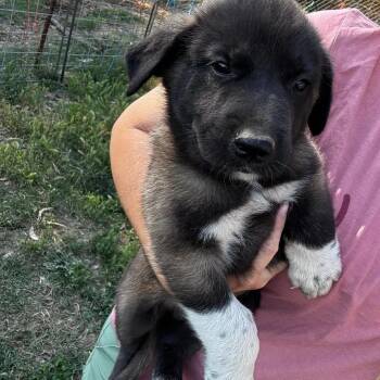 Anatolian Shepherd Dogs Available for Adoption in Lafayette, California - Efron  | PetCurious