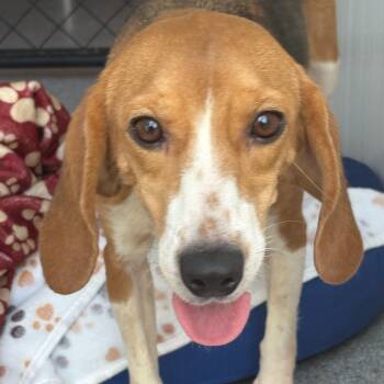 Rescue Beagle Dogs for Adoption in Hartville, Wyoming - Agnes | PetCurious