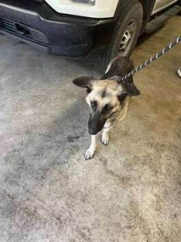 Brandy -  German Shepherd Dog and Mixed Breed Dog for Adoption in Gainesville, Florida - Brandy | PetCurious