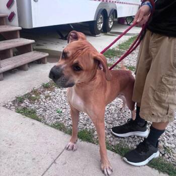 Tornado SH- 8/25 -  Mixed Breed Dog for Adoption in Huntington, West Virginia - Tornado SH- 8/25 | PetCurious