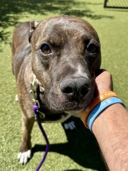 Aurora -  Mixed Breed Dog for Adoption in Wichita, Kansas - Aurora | PetCurious
