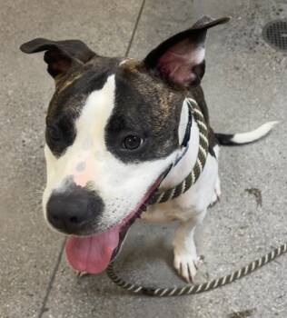 Rescue Mixed Breed Dogs for Adoption in Honolulu, Hawaii - Zena | PetCurious