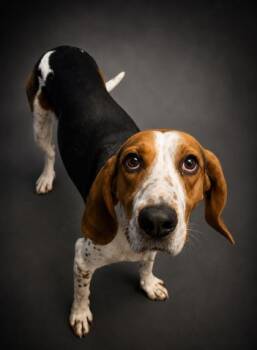 Hank -  Treeing Walker Coonhound and Mixed Breed Dog for Adoption in Bridgewater, New Jersey - Hank | PetCurious