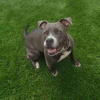 Magnolia -  Pit Bull Terrier Dog for Adoption in Carmel Hamlet, New York - Magnolia | PetCurious