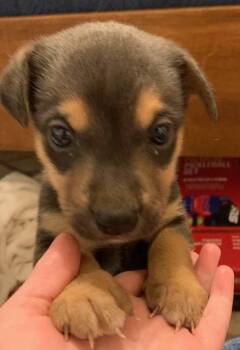 Labrador Retriever and Shepherd Dogs Available for Adoption in Holly Springs, North Carolina - Dallas | PetCurious