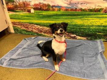 SAVE ME PLEASE This DOG - IDA553980 -  Australian Shepherd Dog for Adoption in San Marcos, California - SAVE ME PLEASE This DOG - IDA553980 | PetCurious