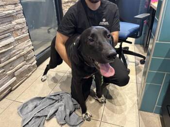 Labrador Retriever Dogs Available for Adoption in Rowlett, Texas - DRACO | PetCurious