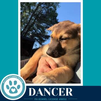 German Shepherd Dog Dogs Available for Adoption in Kimberton, Pennsylvania - Dancer (The Triple D