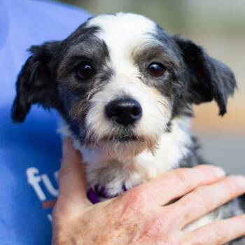 Rescue Mixed Breed Dogs for Adoption in Cumming, Georgia - Sulley 21728 | PetCurious