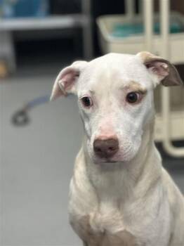 Glitter -  Mixed Breed Dog for Adoption in West Chester, Pennsylvania - Glitter | PetCurious