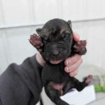 Ferret -  Mixed Breed Dog for Adoption in Dekalb, Illinois - Ferret | PetCurious