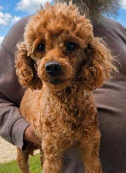 Poodle and Golden Retriever Dogs Available for Adoption in Malvern, Pennsylvania - Nutella | PetCurious