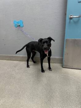 DJANGO -  Pit Bull Terrier Dog for Adoption in Las Vegas, Nevada - DJANGO | PetCurious