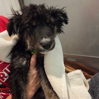 Rescue Mixed Breed Dogs for Adoption in Bismarck, North Dakota - Grizzly- Red And Black Coller | PetCurious