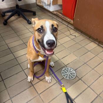 Lizzie -  Retriever and Mixed Breed Dog for Adoption in Birmingham, Alabama - Lizzie | PetCurious
