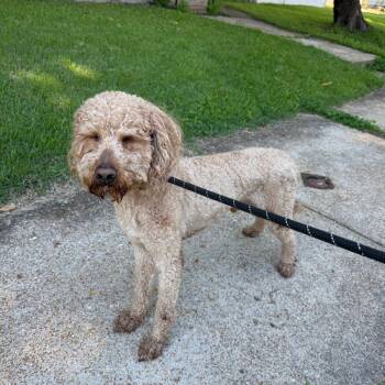 Knox Key -  Golden Retriever and Poodle Dog for Adoption in St. Louis, Missouri - Knox Key | PetCurious