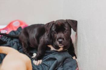 American Staffordshire Terrier and Mixed Breed Dogs Available for Adoption in North Charleston, South Carolina - 91995a Badda Boom | PetCurious